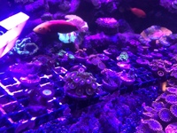 High end zoas