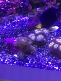 High end zoas