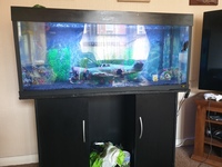 4ft 240l fish tank and stand £250