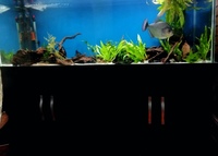 Nd aquatics 5x2x2 full setup