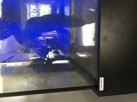 CLEARSEAL 6FT X 2FT X 2FT AQUARIUM WITH BLACK CABINET AND HOOD.