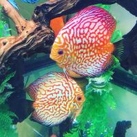 Quality discus, flowerhorns, electric blue acara and more tropical fish for sale .