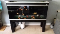 4ft fish tank .with 22 fancy goldfish