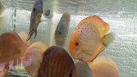 Discus fish around a 100 + 2 proven breeding pairs for sale