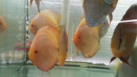 Discus fish around a 100 + 2 proven breeding pairs for sale