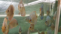 Discus fish around a 100 + 2 proven breeding pairs for sale