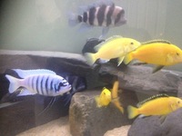 SOLD Yellow labs & stunning Afra and other Malawi