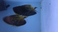 Proven breeding pair of discus super red flame