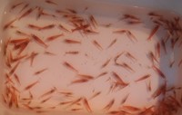 Red cherry shrimps and four young sterbai