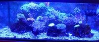 Marine Fish and inverts for Sale