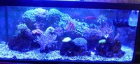 Marine Fish and inverts for Sale