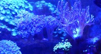 Marine Fish and inverts for Sale