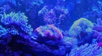 Marine Fish and inverts for Sale