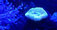 Marine Fish and inverts for Sale