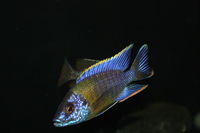 Malawi cichlids