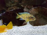 n&d5x2x2 full malawi tank set up £500