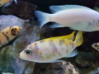 n&d5x2x2 full malawi tank set up £500