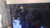 n&d5x2x2 full malawi tank set up £500