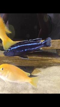 FREE, CARDIFF: Maingano and Yellow Lab cichlids