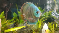3 Discus for sale