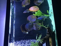 Top quality discus for sale