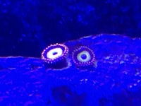 High end zoas