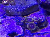 High end zoas