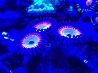 High end zoas