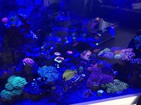 High end zoas