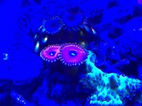 High end zoas