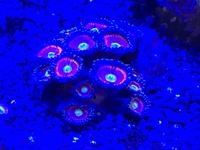 High end zoas