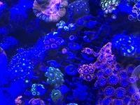 High end zoas