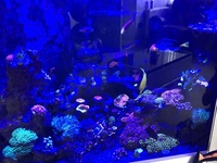 High end zoas