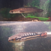 Snakeheads for sale - emperor and red giant