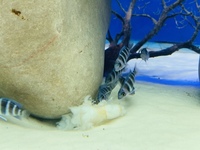 Stunning F1 Moba Frontosa (Cyphotilapia Gibberosa Blue Zaire)