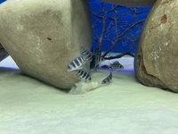Stunning F1 Moba Frontosa (Cyphotilapia Gibberosa Blue Zaire)