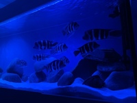 Stunning F1 Moba Frontosa (Cyphotilapia Gibberosa Blue Zaire)