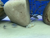 Stunning F1 Moba Frontosa (Cyphotilapia Gibberosa Blue Zaire)