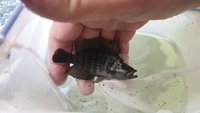 Tangyanikan Cichlids