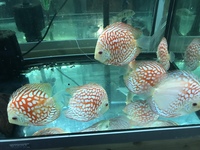 NEW ADULT SUPER CHECKERBOARD DISCUS IN STOCK. 2 pairs available as these have paired off