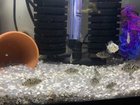 Convict Cichlids and various african cichlids