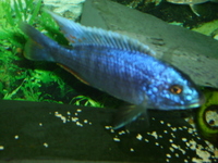 protomellius phenochillus tanzania reduced to £25 bargain