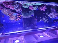 Live corals etc in Full set up marine reef tank