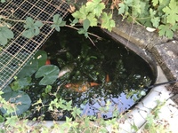 FREE- 8 Garden Pond Goldfish / Comets In Quick Need of a New Home