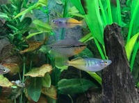 Pearl Gourami For Sale