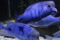 Malawi Cyrtocara moorii (Blue Dolphins)