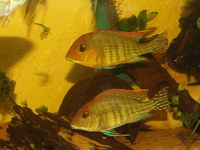 All Sold-1-1.5 inch(3-4cm) GEOPHAGUS SP.RED HEAD TAPAJOS- 4 for £10 or 10 or £20 or 25 for £45 more growing--- Leeds