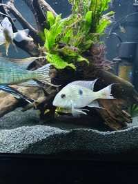Geophagus Red Head Topajo Juveniles for sale