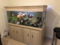 5ft fish tank with fish