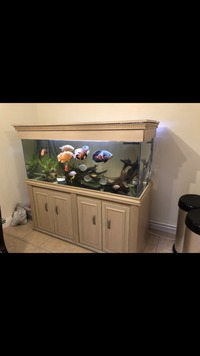 Cichlids and others in 5ft fish tank
